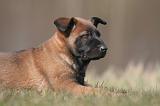 MALINOIS 1019